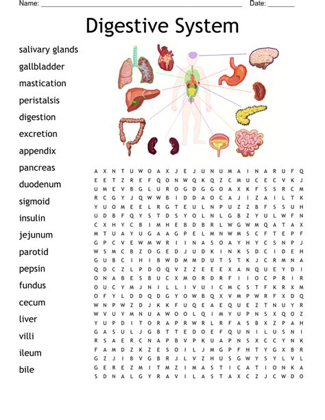 Digestive System Word Search Printable