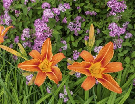 Companion Plants For Daylily What Flowers To Plant With The Garden