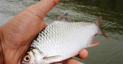 Ukuran dari ikan pun sangatlah beragam mulai yang. Gokugen.Net: Mengenal 31 Jenis Ikan Air Tawar Yang Ada Di ...