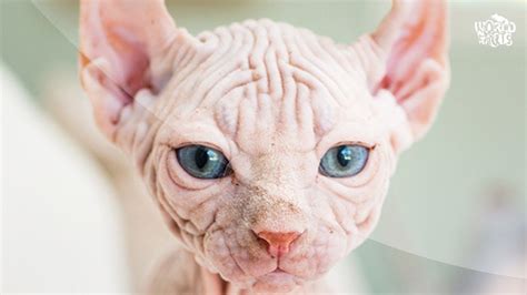 Make sure you do all your research on the breed and cast a wide net to find your cat through networking with veterinarians, breeders. 30 DE RASE DE PISICI CU BLANA SCURTA | Sphynx cat, Cat ...