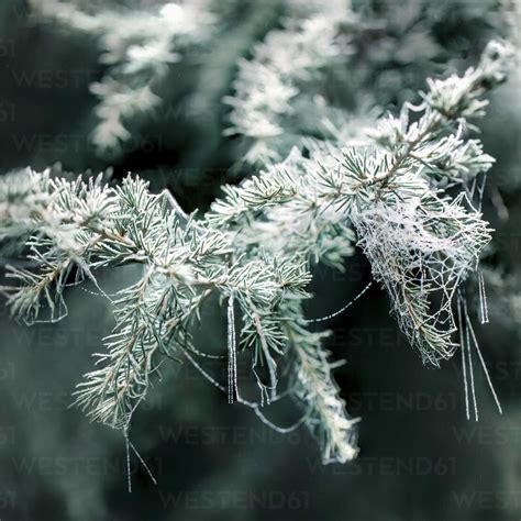 Frost Covered Conifer In Winter Close Up Stock Photo