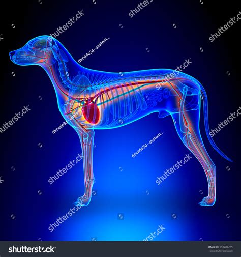 Dog Heart Anatomy Circulatory System Illustrazione Stock 253284265