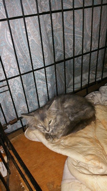 However, for a variety of reasons, people might want to trap cats. Click here to support help the feral kitties by Melissa ...