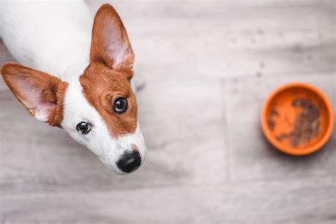 Can A Probiotic Help A Dog With Diarrhea