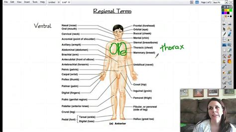 Anatomy Regional Terms Lessons Blendspace