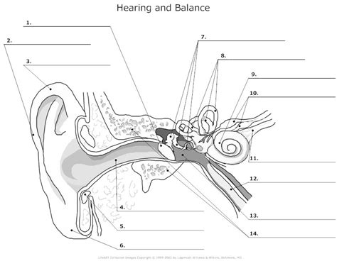 Label The Human Ear Diagram Quizlet