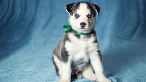 Husky Puppies And Their Ears 6 Things You Should Know