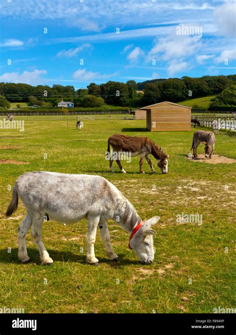 Donkeys At The Isle Of Wight Donkey Sanctuary Near Wroxall And Set Up