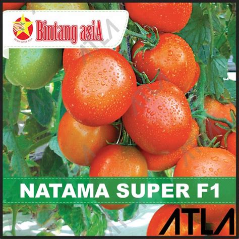 Jual Benih Tomat Natama Super F Biji Tomato Bibit Tanaman Bintang Asia