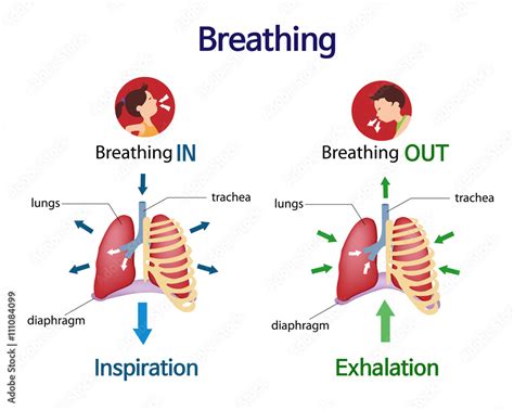 Pictures That Show What Happens To The Lungs When You Breath Inhale And Exhale Stock Vector