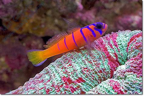 Catalina Goby Sea Fish Saltwater Tank Fish Pet