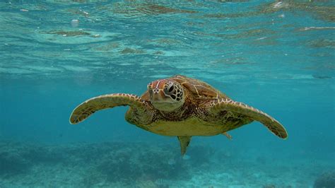 Sea Turtles Are Making A Huge Comeback Thanks To The Endangered