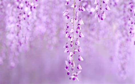Wisteria Flowers Purple Photo Wallpaper 1680x1050 23737