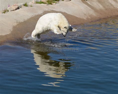 Polar Bear Jumps Into Water Stock Photo Image Of Pleasure Helpless