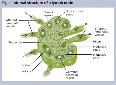 Structure Of A Lymph Node Adapted From Servier Medical Images And Photos Finder