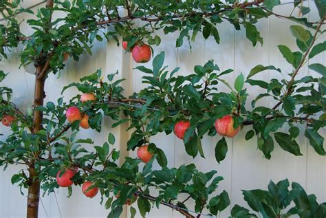 We did not find results for: Apple Fuji Dwarf 10" Pot - Hello Hello Plants & Garden ...