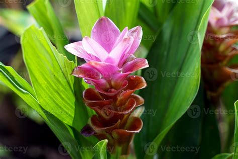 curcuma sessilis gage é uma planta herbácea as flores estão em buquês