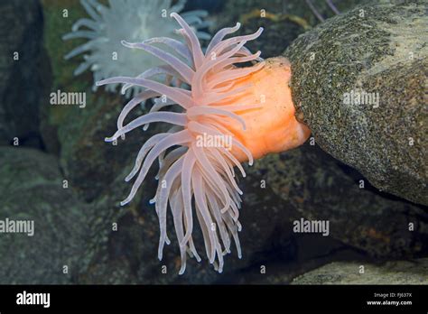 Deeplet Sea Anemone Bolocera Tuediae On A Stone Stock Photo Alamy