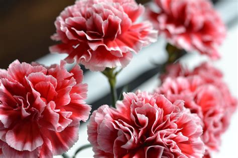 Currently Pink Carnations Flowers Carnations
