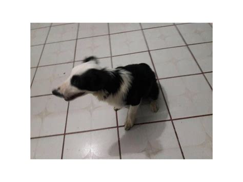 5 Month Old Male Border Collie Puppies San Diego Puppies For Sale Near Me