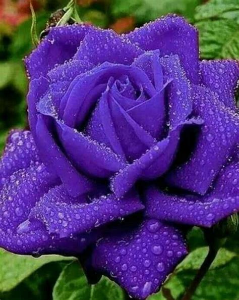 Pin By John Tabor On Nature Purple Flowers Beautiful Rose Flowers