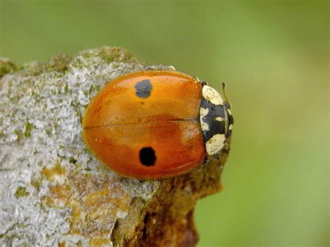 Two Spotted Ladybug Nps National Capital Region Beetle Species Guide