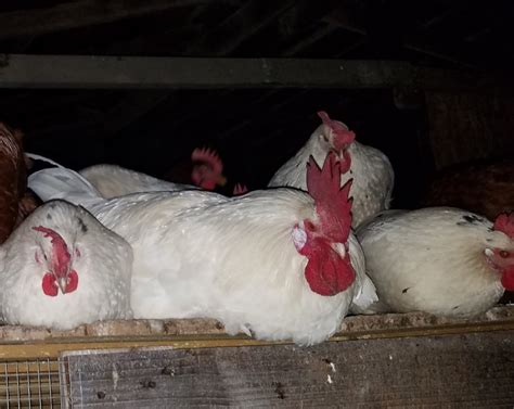 Austra White White Egg Laying Chickens For Sale Cackle Hatchery