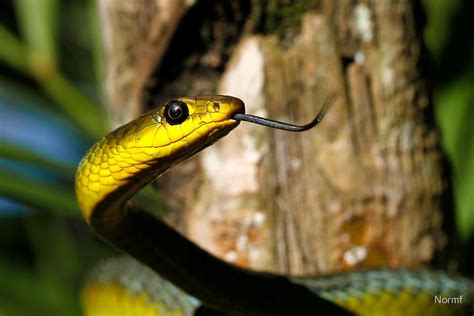 Australian Green Tree Snake Dendrelaphis Punctulata By Normf