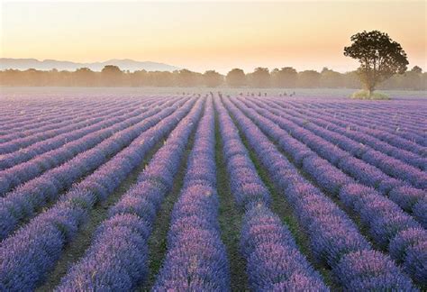 43 Lavender Fields Wallpaper On Wallpapersafari