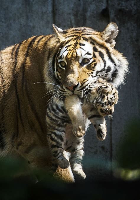 Uno De Los Seis Cachorros De Tigre Nacido En El Zoológico De