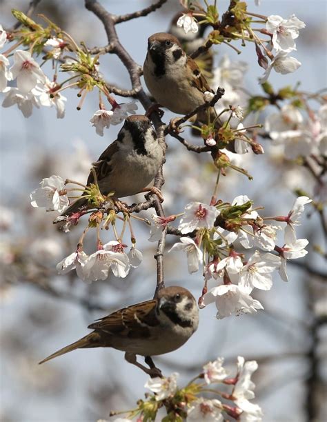 Birds And Cherry Blossoms Japan April 5 2012 Little Birds Love Birds