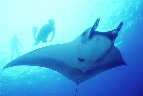 Snorkeler Giant Oceanic Manta Ray Photograph By Stuart