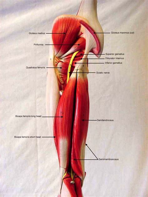Anterior Leg Lateral Leg Posterior Leg Posterior Leg Deep Leg Muscles