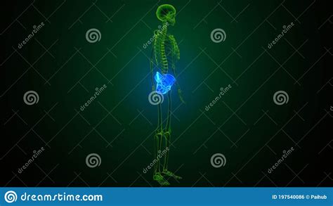 3d Illustartion Of Human Skeleton Hip Bone Anatomy Royalty Free Stock