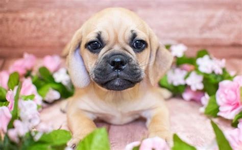 15 Cute And Funny Pictures Of Puggle Puppies That Will Make Any Dog