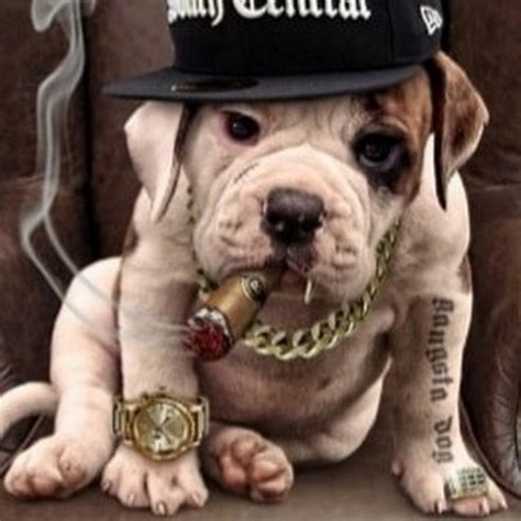 G Funk Money Dog Youtube