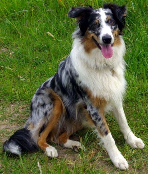 Australian Shepherd Dog Breed And Photos And Videos List