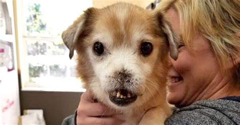 Meet Sniffles The Dog With No Nose Looking For A Home