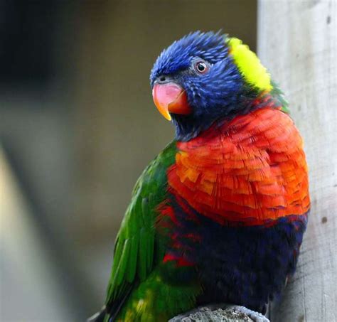3840x2560 Animal Avian Beak Bird Bright Color Colorful
