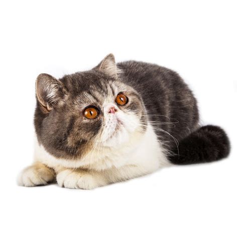 Exotic Shorthair Cats Breed Information Omlet
