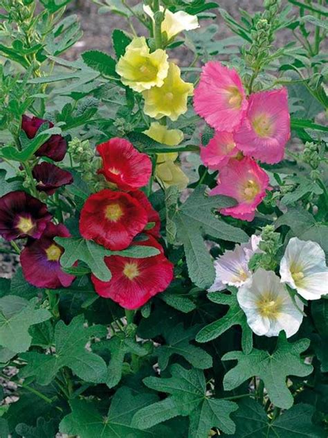 Can a hollyhock plant be planted near a black walnut tree? Hollyhock Las Vegas -- Bluestone Perennials in 2020 ...