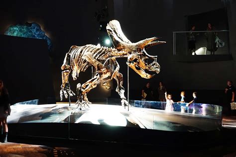 Visit A Triceratops In A Dino Mite Exhibition Melbourne Museum • Tot Hot Or Not