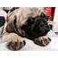 Mrs Meggins Really Cute Puppy Dog Pictures Blog Videos Stories Pug 