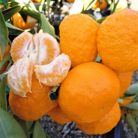Dancy Tangerine | Naturehills.com