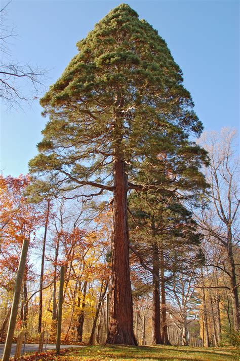 file giant sequoia sequoiadendron giganteum tyler tree 2000px wikimedia commons