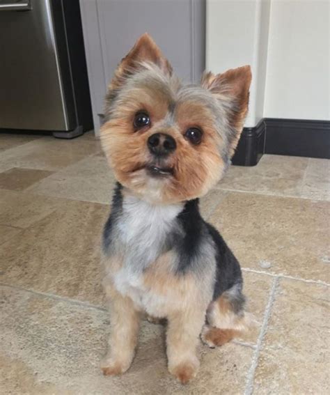 60 Best Yorkie Haircuts For Males And Females The Paws