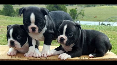 Boston Terrier X French Bulldog Pups For Sale Youtube