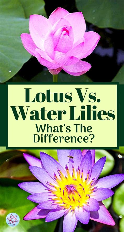 What Is Difference Between Lily And Lotus Flower Archives
