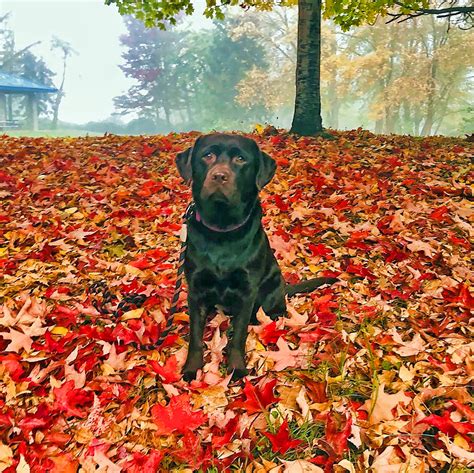 Dog In Autumn Leaves Free Stock Photo Public Domain Pictures