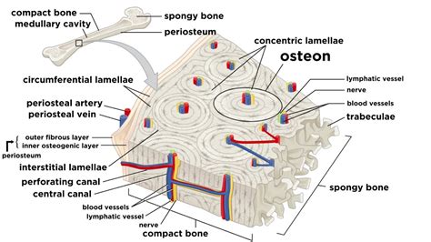Bone Tissue Labeled Diagram